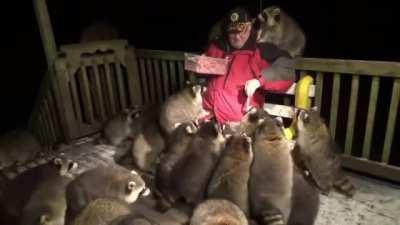 Hungry trash pandas