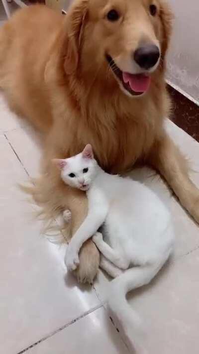 Don’t touch my buddy!