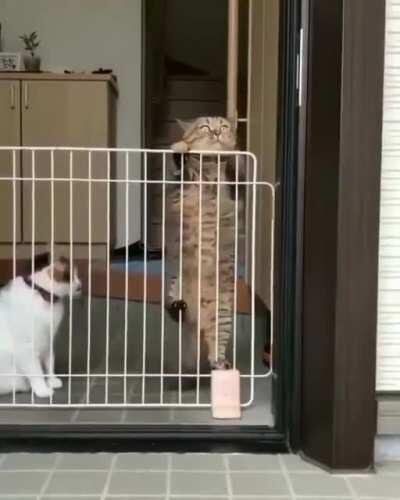 HMC while I execute the perfect jailbreak