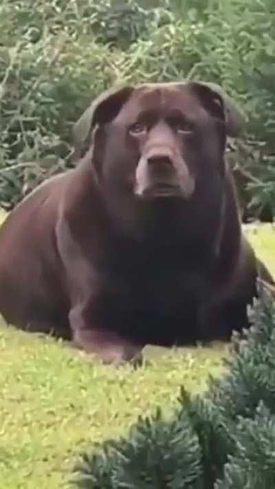 Thought this was a bear