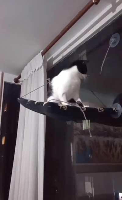 Cat experiences true regret