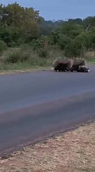 🔥 Porcupine parents protecting babies from leopard 🔥