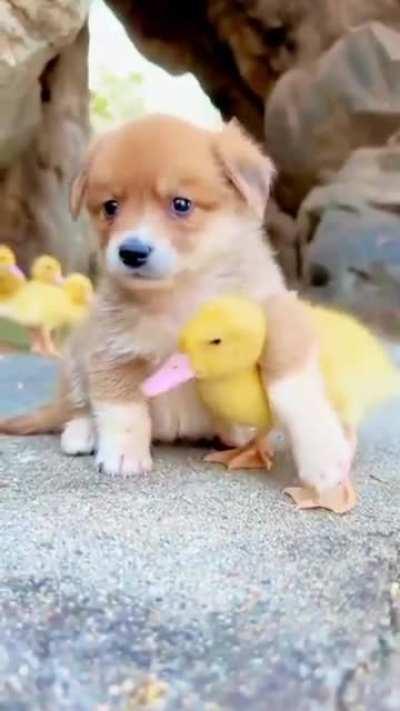 Puppy befriends Duckling and Butterfly