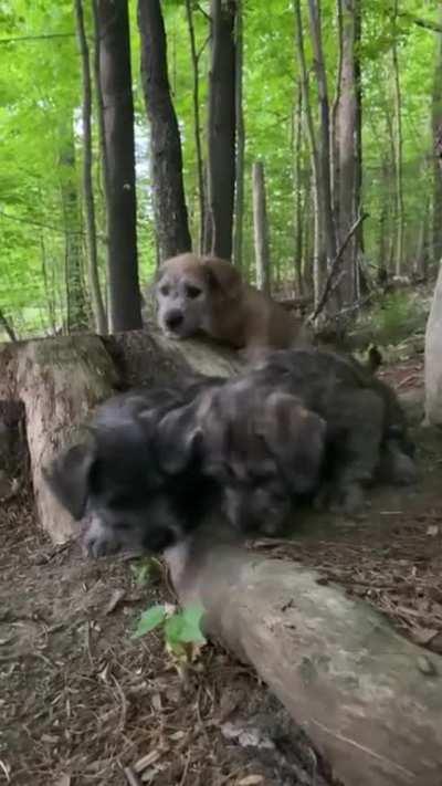 Forest pups