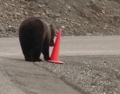 🔥 An intelligent grizzly helpfully correcting a fallen cone 🔥