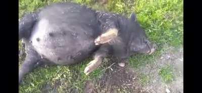 This pig eat too much corn mash. Wait for it