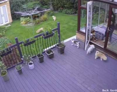 Cat herding the dogs