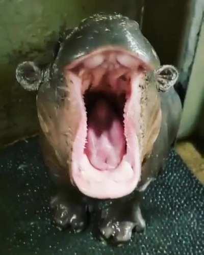 Baby hippo yawning