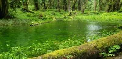 The Quinault Rainforest!