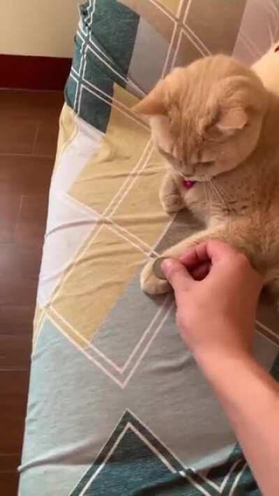 Cat Mimics Owner's Coin Trick