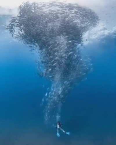 A tornado of fish