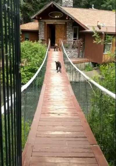 Dog learns how to cross a bridge