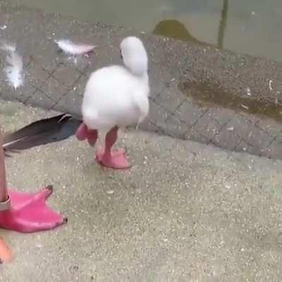 Baby Flamingo learning to stand on one leg!