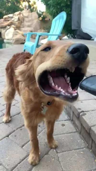 My good boyo getting some poolside artificial car window action.