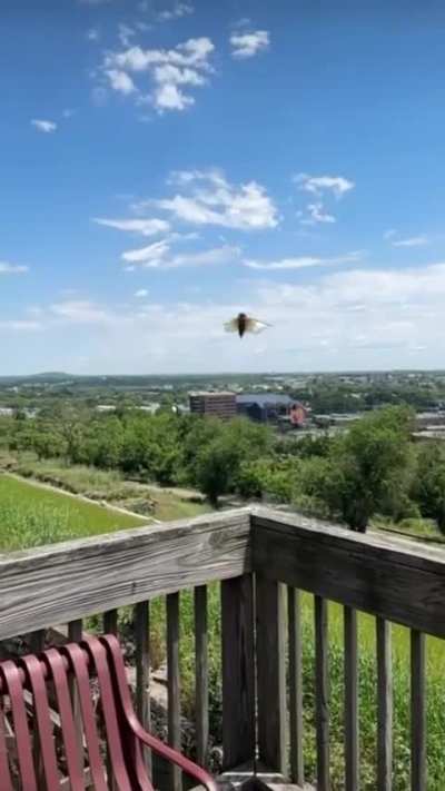 When the Cicadas actually cry 