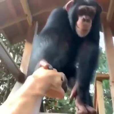 Monkey bro helps out