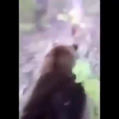 Kicking a bear. WCGW