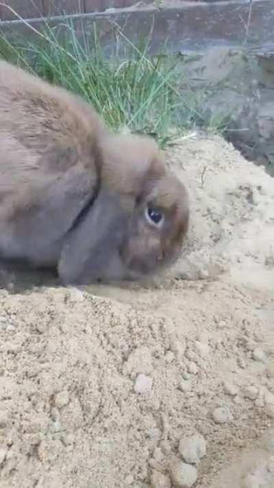 Our lil gal digging tunnels