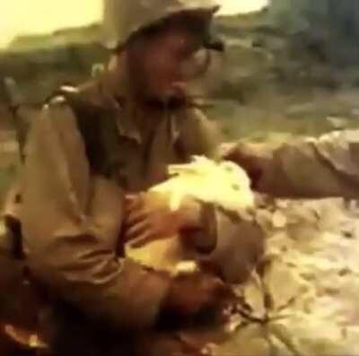 Marines with rabbits on Okinawa in 1945