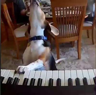 This is how dog singing while playing piano.