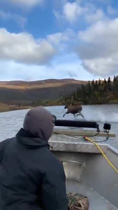 Moose running very fast across the river