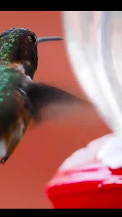 Got a video of a hovering hummingbird