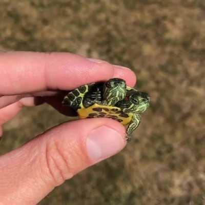 Baby green turtle