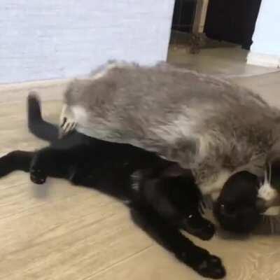 Funny raccoon and cat friendship