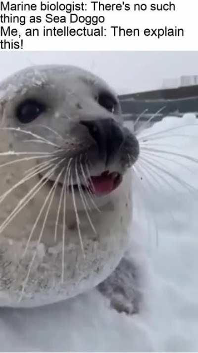 Sea Doggo confirmed