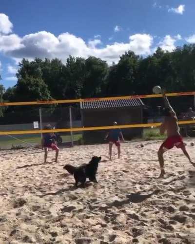 This dog playing beach volleyball is the best thing you’ll see today.