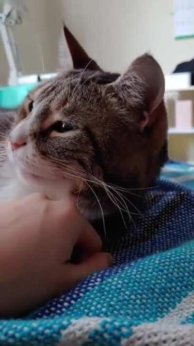 Kitty gets all the pets and scratches