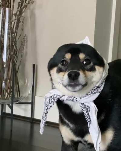 babushkadogs