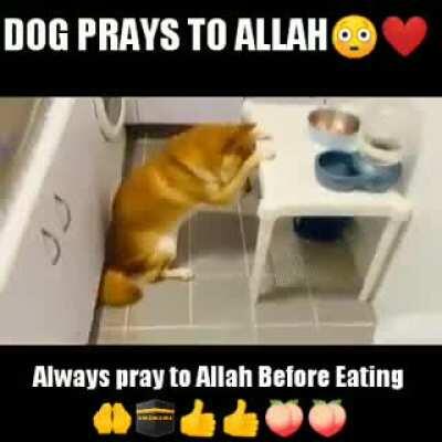 Dog praying