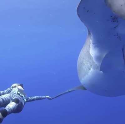 Megalophobia from an almost-Megalodon