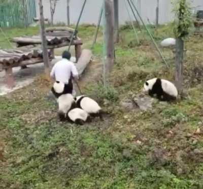 Probably one of the best jobs in the world - Giant Panda Caretaker!