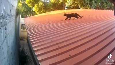 WCGW trying to attack a ninja master