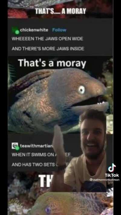 That’s a moray