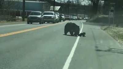 This momma bear trying her best to herd her cubs across a road