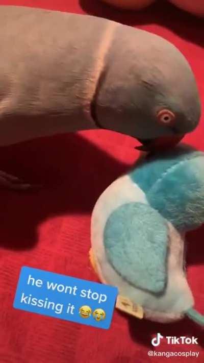 Birb gives kisses