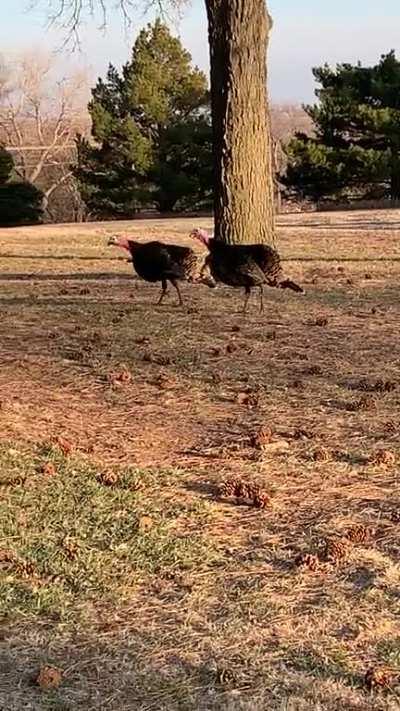 Is it OK that I’m having conversations with turkeys outside my workplace?