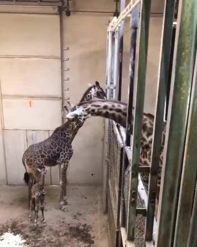 A daddy giraffe visits his newborn son.