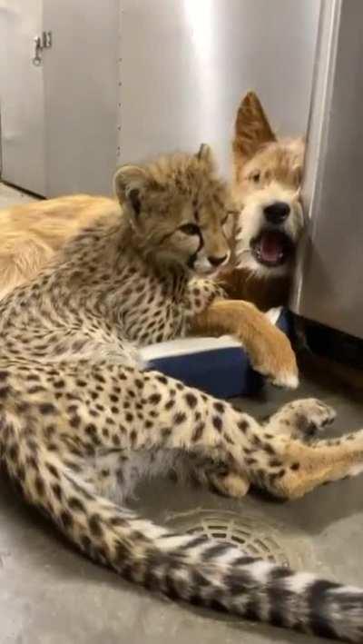 Cheetah and puppy buddies