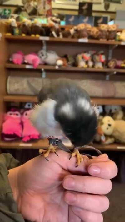 Pygmy falcon chirping