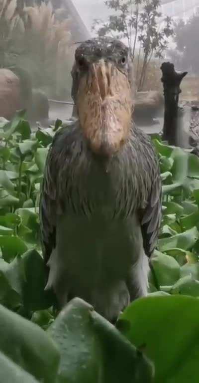 Shoebill storks could win staring contests. : Damnthatsin...