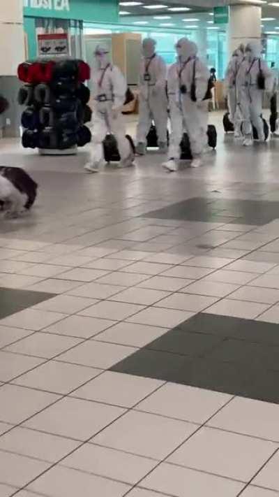 Toronto Pearson Airport - August 1st, 2021. Flight attendants.