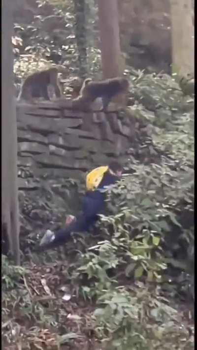 Aggressive macaque pushes a kid 