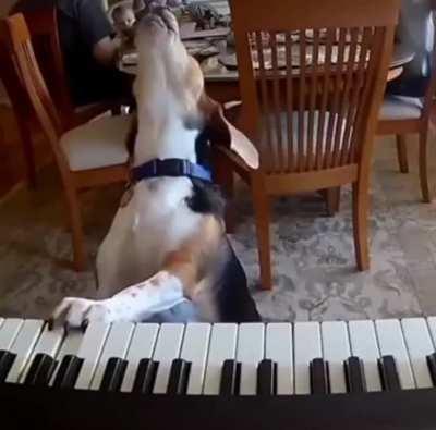 A beagle who plays piano and sings