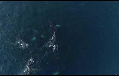 Six humpback whales creating bubble nets to feed on krill in Antarctic waters (sound on!)