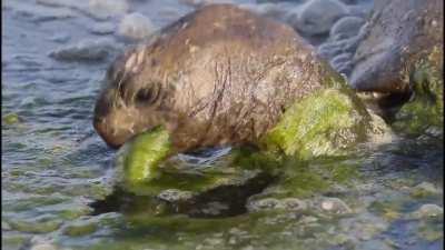 🔥 Galapagos Tortoise eating pond scum cause it can.