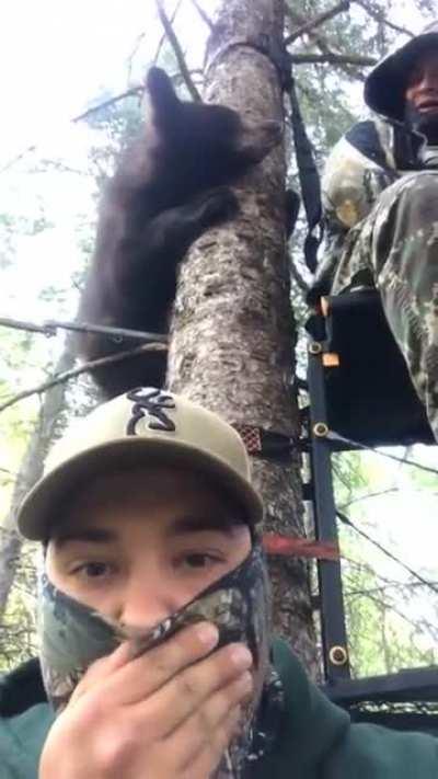 Bear climbs hunters stand